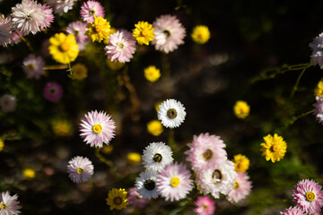 soft gentle flowers field glate sun bloom spring nature 