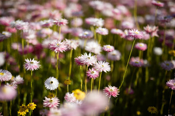 oft gentle flowers field glate sun bloom spring nature pink white