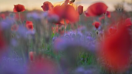 Aufkleber - Setting sun breaks through red poppy and other summer wild flowers. Shallow DOF sunset view of red poppies field. Gimbal, 4K shot