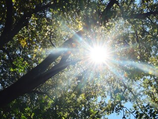 Wall Mural - sunlight shining through branches