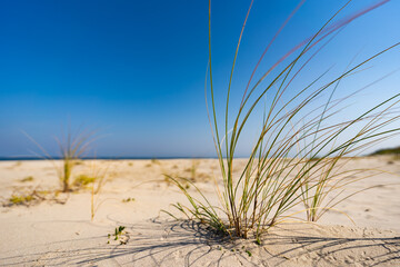 Close-up of beautiful white sand on beach by sea on sunny cloudless day. Grass growing on the beach. Dune vegetation. Postcard from nature. Summertime on beach.