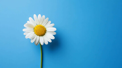 A single daisy flower against a bright blue background.