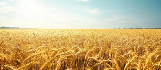 Wall Mural - Golden Wheat Field Under a Clear Blue Sky on a Sunny Day