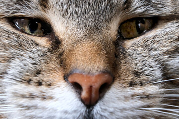 Very close-up of the eyes of a European tabby cat.