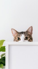 Cheerful Cat with Modern White Frame, a playful feline gazes joyfully at the viewer, cradling a sleek, contemporary box frame in its paws, exuding charm and warmth.