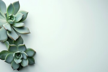 Wall Mural - A pair of succulents sit on a white surface, showcasing their unique shapes and textures