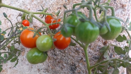 Cherry tomatoes on the vine, ripe and green, against a sandstone background.