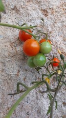 Cherry tomatoes on the vine, ripe and green, against a sandstone background.