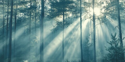 Wall Mural - sunlight beams through a misty forest, creating a magical, ethereal atmosphere.