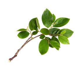 Wall Mural - fresh branch with green leaves isolated on white or transparent background