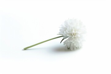 Wall Mural - A simple yet elegant image of a single white flower sitting on a white surface