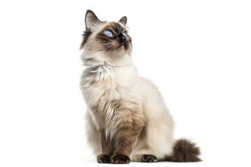 a domestic cat with bright blue eyes perched on a white background, looking up