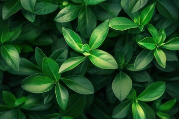 Wall Mural - Blurred green ixora leaves background - generative ai