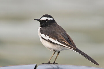 White-browed Wagtail, (Motacilla  maderaspatensis), standing on a car roof, Chambal, Rajasthan, India.