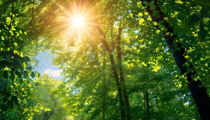 Radiant sunlit canopy in a lush green forest on a bright summer day, with sunlight filtering through vibrant foliage in a fresh woodland landscape