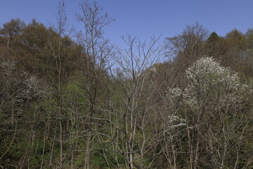 forest in the spring