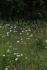 Wall Mural - colourful wild flowers