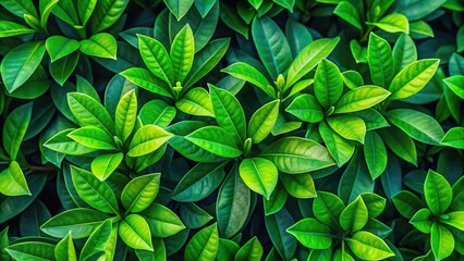 Wall Mural - Green leaves of a plant or tree with a clipping path