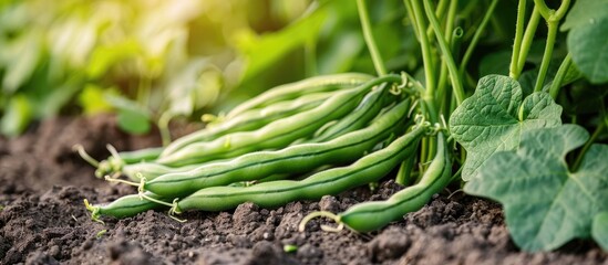 Poster - Fresh Green Beans Growing In The Garden