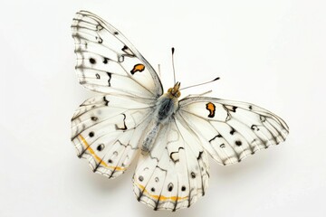 A close-up view of a butterfly on a white background, ideal for use in presentations or as a decorative element