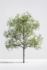 Wall Mural - A tree branch with green leaves on a white surface, ideal for decoration or photography