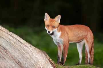 Wall Mural - Portrait of a cute red fox cub standing on a tree in a forest