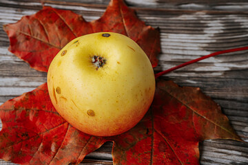 A yellow-red apple resting on a large brown autumn leaf placed on a weathered wooden surface. The scene highlights natural textures and earth tones, reflecting the seasonal beauty of fall.