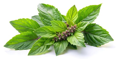 Wall Mural - High angle view of Holy Basil Ocimum sanctum leaves isolated on white background, with selective focus