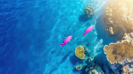 Wall Mural - Vibrant Pink Fish Swimming Above Coral Reefs