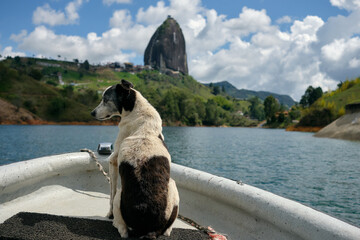 dog sitting during a boat trip to piedra del penol in guatape, colombia
