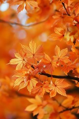 vibrant autumn leaves on trees with a warm orange hue, symbolizing the beauty and changes of the fal
