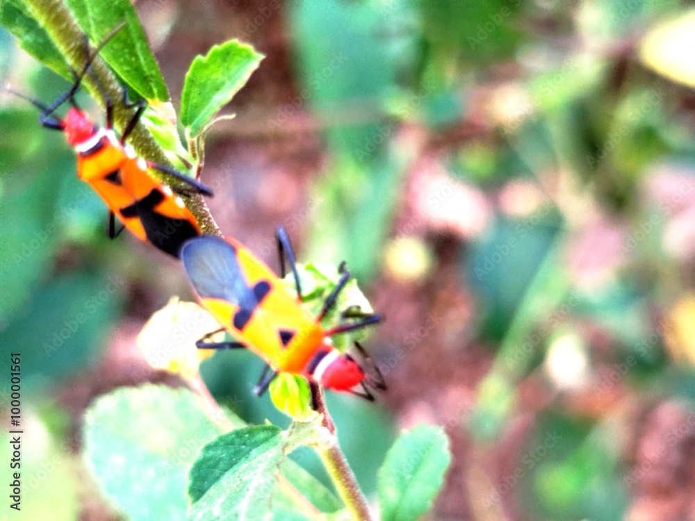 Back Attached Insect This insect is a type of ladybug with the Latin name Dysdercus ...