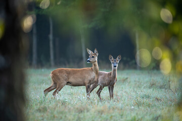 two deer standing in grassy forest clearing