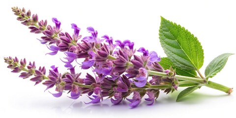 Wall Mural - Inflorescences of clary sage (Salvia sclarea) isolated on white background