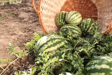 Wall Mural - Overturned wicker basket with ripe watermelons in field on sunny day