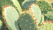 © Thiago - Close up of a prickly cactus. Thorny Desert. Illustration