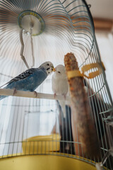 A pair of budgerigars perched together in a birdcage, engaging in a gentle interaction. The scene captures a moment of companionship and affection between the colorful pet birds.