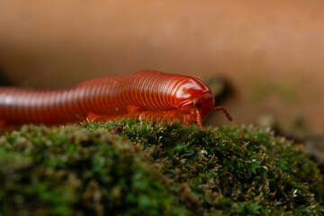Wall Mural - Rusty millipede or asian common millipede (trigoniulus corallinus) crawling on humid moss surface in indonesian tropical climate. Shot in the morning during golden hour, natural background