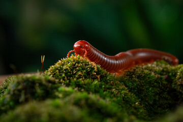 Wall Mural - Rusty millipede or asian common millipede (trigoniulus corallinus) crawling on humid moss surface in indonesian tropical climate. Shot in the morning during golden hour, natural background