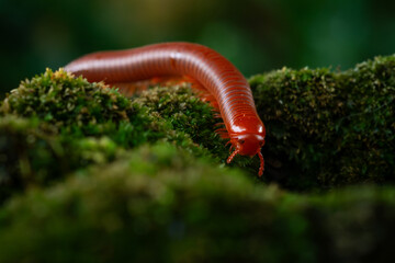 Wall Mural - Rusty millipede or asian common millipede (trigoniulus corallinus) crawling on humid moss surface in indonesian tropical climate. Shot in the morning during golden hour, natural background