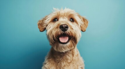 A cheerful dog with a fluffy coat against a bright blue background.