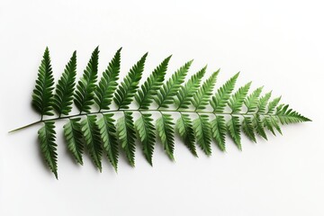 Wall Mural - Delicate Fern Frond on White Background