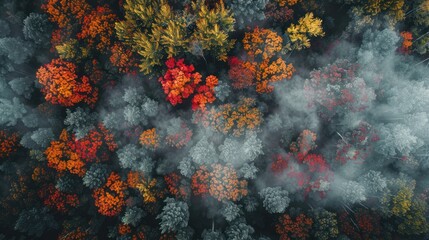 Canvas Print - Aerial View of Forest in Autumn