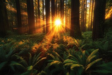 Poster - Sunlight streams through trees in a lush forest, illuminating ferns and creating a serene atmosphere.