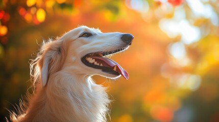 Wall Mural - A golden retriever with its tongue out, set against a backdrop of autumn leaves.