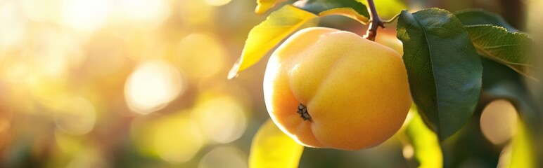 Wall Mural - A close-up of a ripe yellow quince hanging from a branch in a sunlit orchard.