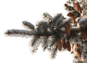 Wall Mural - Christmas fir tree branch covered by snow isolated