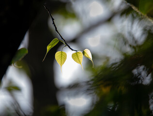 leaves in the sun