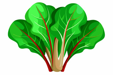 Sticker - illustration of fresh mustard greens Vegetable vector