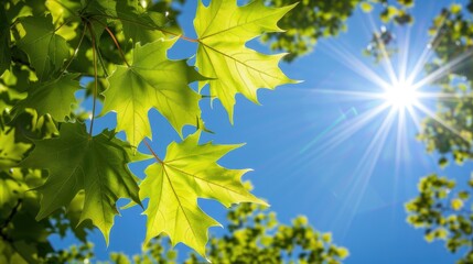 Sticker - Fresh Green Maple Leaves Shining Under The Sunlight